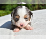 Small #7 Miniature Australian Shepherd