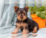 Small Photo #9 Yorkshire Terrier Puppy For Sale in NAPPANEE, IN, USA