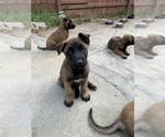 Small Photo #1 Belgian Malinois Puppy For Sale in GARDENA, CA, USA