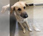 Small #2 Anatolian Shepherd Mix