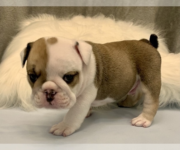 Medium Photo #17 Bulldog Puppy For Sale in JACKSONVILLE, FL, USA