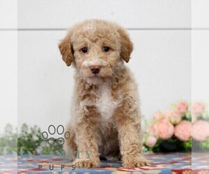 Goldendoodle (Miniature) Puppy for sale in EAST EARL, PA, USA