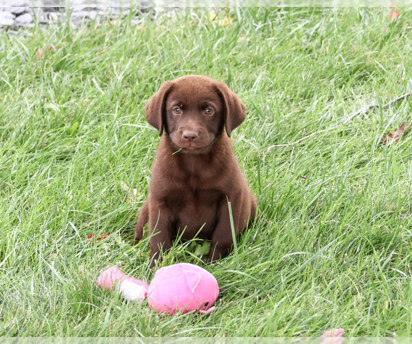 Medium Photo #3 Labrador Retriever Puppy For Sale in SYRACUSE, IN, USA