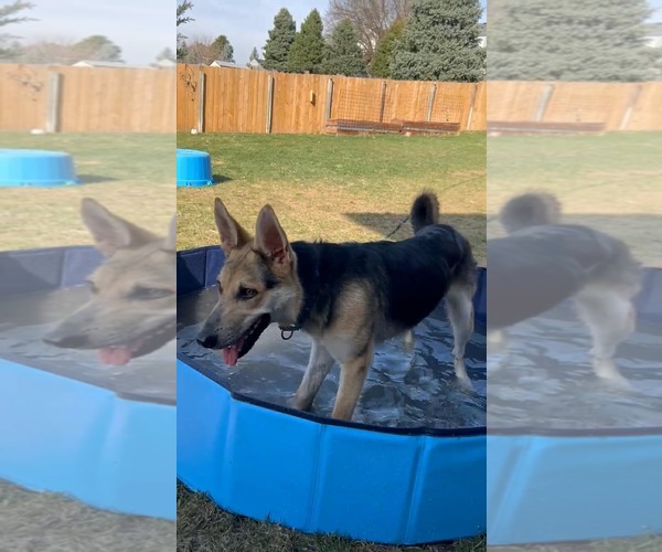 Medium Photo #3 German Shepherd Dog Puppy For Sale in Gretna, NE, USA