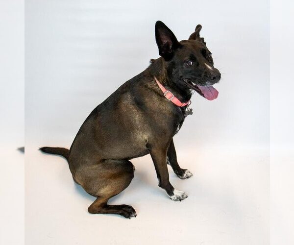 Medium Photo #6 Labrador Retriever-Unknown Mix Puppy For Sale in Kennesaw, GA, USA