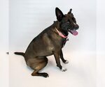 Small #5 Labrador Retriever Mix