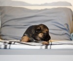 Small Photo #15 German Shepherd Dog-Siberian Husky Mix Puppy For Sale in LOS GATOS, CA, USA