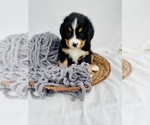Small Photo #3 Bernese Mountain Dog Puppy For Sale in BROKEN ARROW, OK, USA
