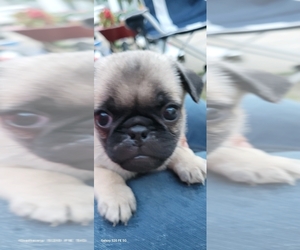 Pug Puppy for sale in LAFAYETTE, IN, USA