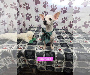 Chihuahua-Unknown Mix Dogs for adoption in Metairie, LA, USA