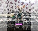 Small Chihuahua Mix