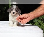 Small #3 Goldendoodle (Miniature)