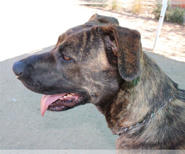 Medium Photo #9 Mastiff-Unknown Mix Puppy For Sale in Apple Valley, CA, USA
