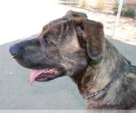 Small #8 Mastiff Mix