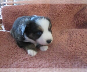 Medium Australian Shepherd