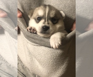 Pomsky Puppy for Sale in WATERFORD, Michigan USA