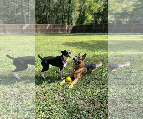 Medium Photo #5 Mutt Puppy For Sale in Derwood, MD, USA