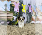 Image preview for Ad Listing. Nickname: Party Yorkie