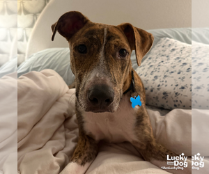 Flarry - Male Plott Hound-Unknown Mix Dog for Adoption - Photo #8