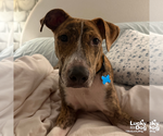 Small Photo #8 Plott Hound-Unknown Mix Puppy For Sale in Washington, DC, USA