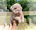 Image preview for Ad Listing. Nickname: Maddy AKC