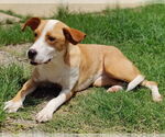 Small #6 Boxer-Rhodesian Ridgeback Mix