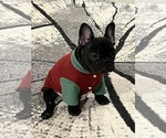Small #4 French Bulldog