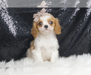 Cavalier King Charles Spaniel Puppy for sale in WARSAW, IN, USA