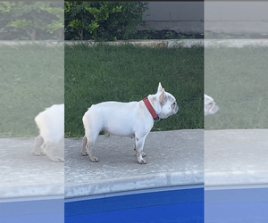 French Bulldog Puppy for Sale in LIBERTY HILL, Texas USA