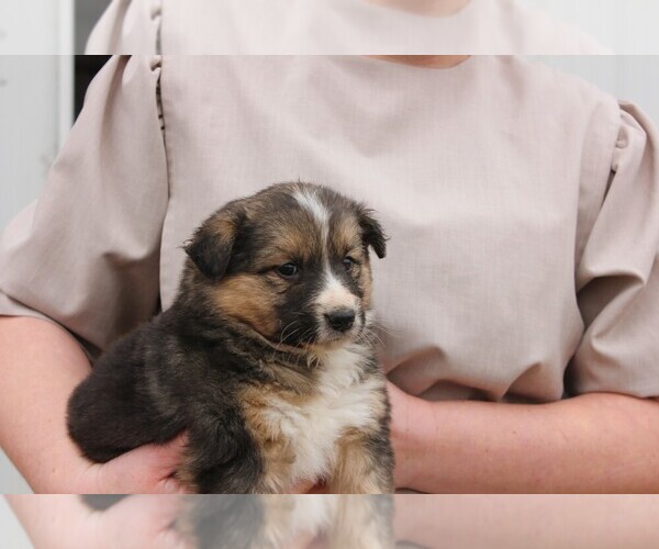 Medium Photo #5 Shollie Puppy For Sale in PENNVILLE, IN, USA