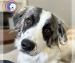 Small #3 Great Pyrenees