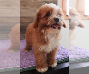 Cavapoo Puppy for sale in CARLISLE, KY, USA