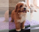 Image preview for Ad Listing. Nickname: Autumn Cavapoos