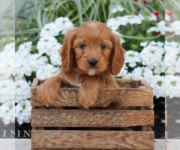 Medium Photo #5 Cavapoo (Miniature) Puppy For Sale in ELIZABETHTOWN, PA, USA