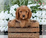 Small #4 Cavapoo (Miniature)