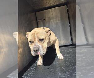 American Staffordshire Terrier-Unknown Mix Dogs for adoption in San Antonio, TX, USA