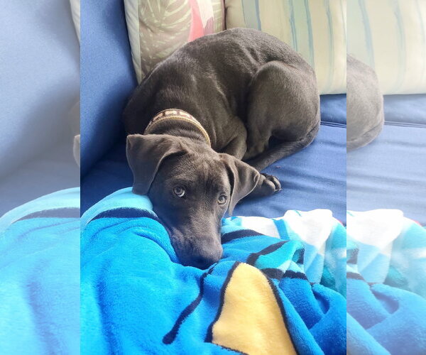 Medium Photo #8 Labrador Retriever-Unknown Mix Puppy For Sale in Germantown, OH, USA