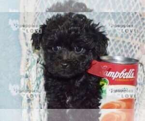 Poodle (Toy)-Yorkshire Terrier Mix Puppy for sale in SANGER, TX, USA