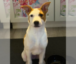 Declan - Male Mutt Dog for Adoption - Small photo