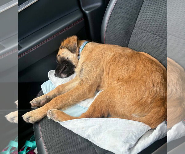 Medium Photo #9 Mutt Puppy For Sale in MECHANICSBURG, PA, USA