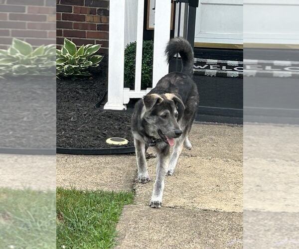 Medium Photo #3 Mutt Puppy For Sale in Springdale, PA, USA