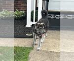 Small #2 Mutt