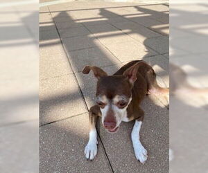 Chihuahua-Unknown Mix Dogs for adoption in Tampa, FL, USA