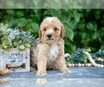 Small #1 Poodle (Miniature)