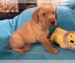 Small #6 Labrador Retriever