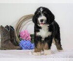Small Photo #2 Bernedoodle Puppy For Sale in FREDERICKSBG, OH, USA
