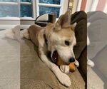 Small #2 Collie-Huskies  Mix