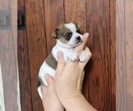 Small #4 Chihuahua