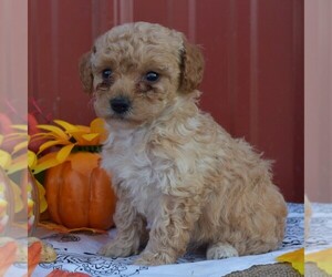 Poodle (Standard) Puppy for sale in WOODWARD, PA, USA