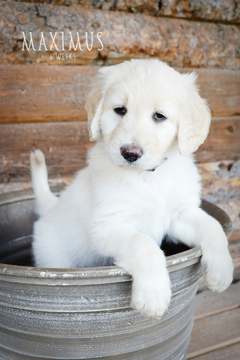 Medium Photo #1 Labradoodle Puppy For Sale in GUNTER, TX, USA